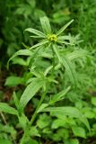 Rorippa globosa