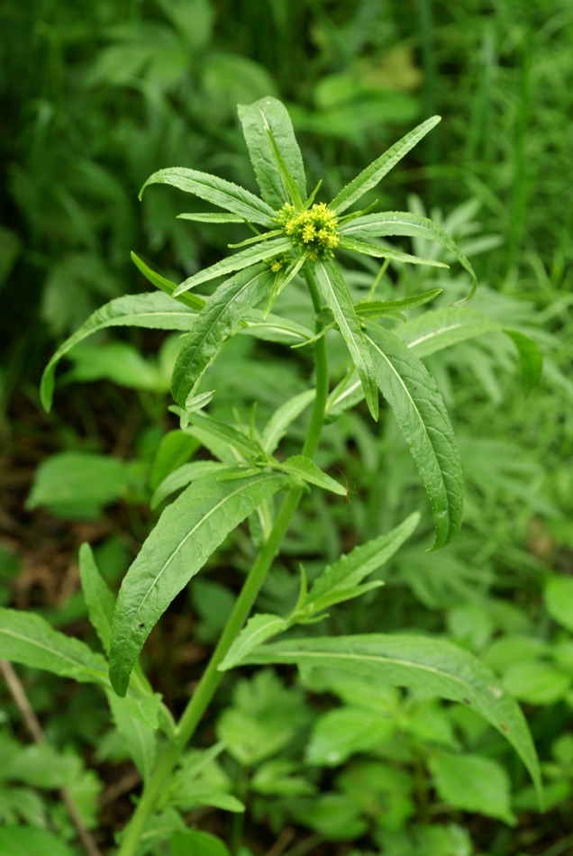 Image of Rorippa globosa specimen.