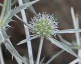 Eryngium creticum