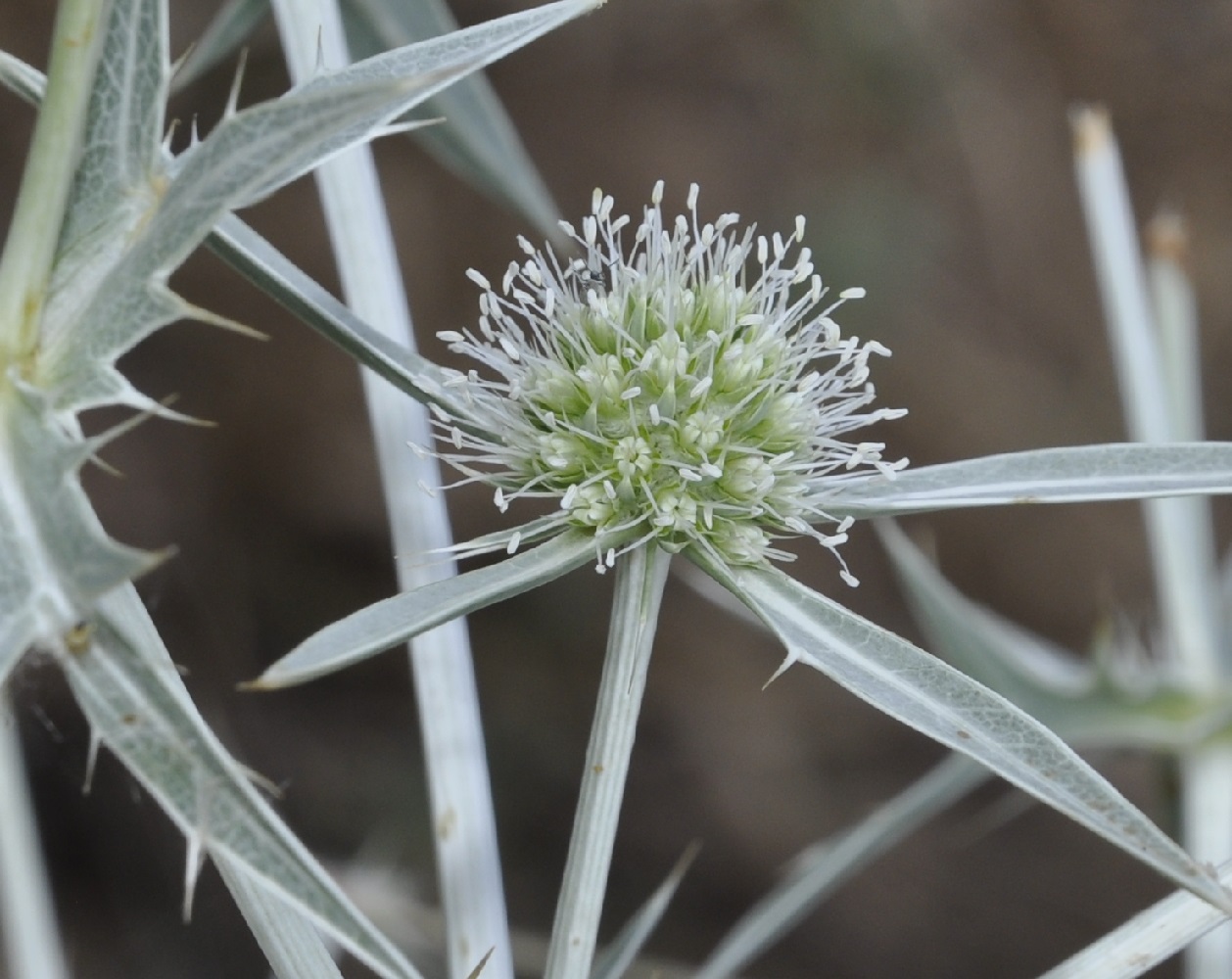 Изображение особи Eryngium creticum.