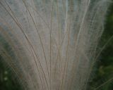 Stipa pennata