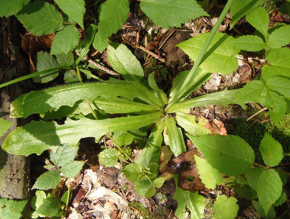 Изображение особи Hypochaeris radicata.