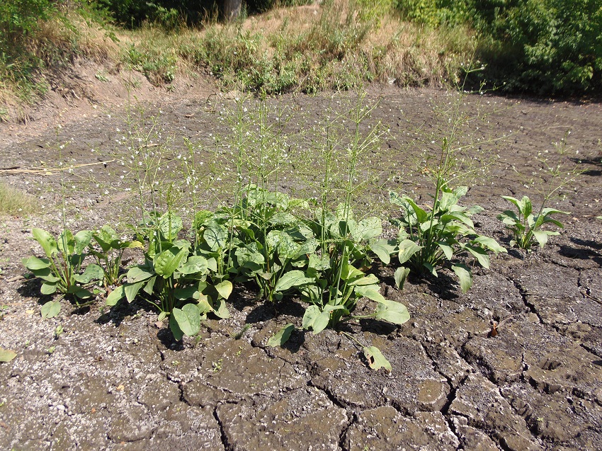 Image of Alisma plantago-aquatica specimen.