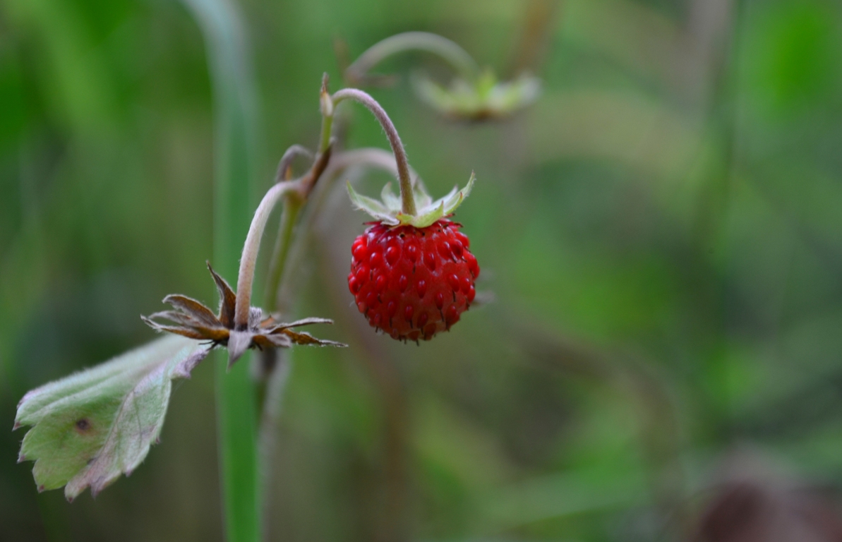 Изображение особи Fragaria vesca.