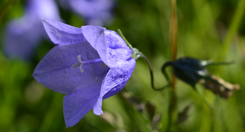 Image of Campanula rotundifolia specimen.