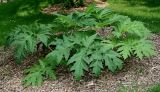 Heracleum lanatum