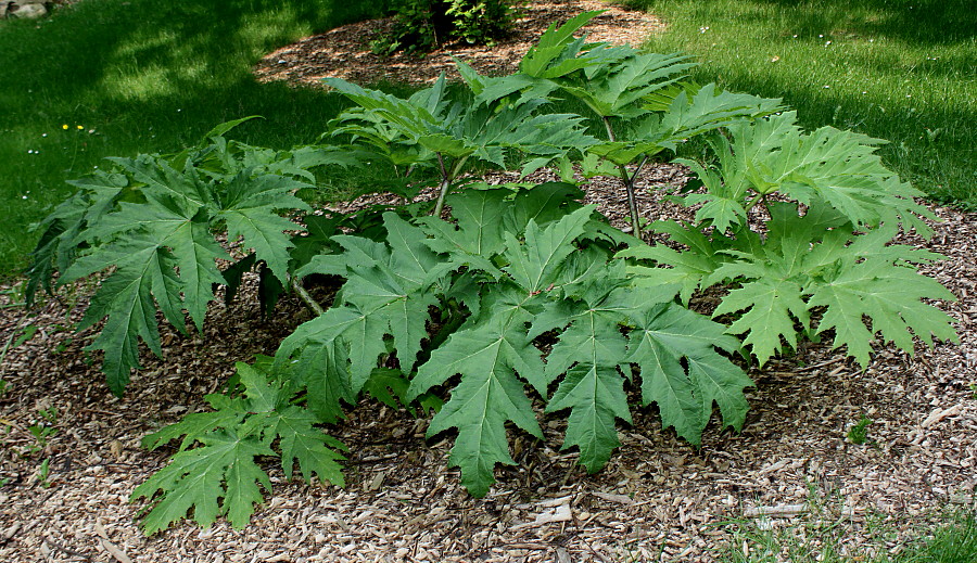 Изображение особи Heracleum lanatum.