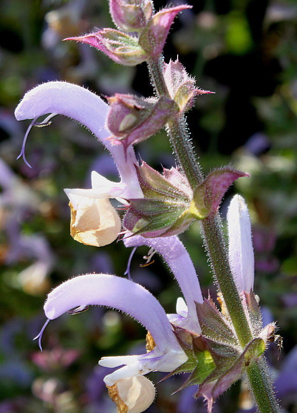 Image of Salvia sclarea specimen.