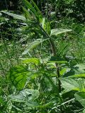 Stachys aspera. Вегетирующий побег. Камчатский край, Усть-Большерецкий район, в 16 км на Ю-В от пос. Апачи, Апачинские термальные источники, у ручья. 04.07.2014.
