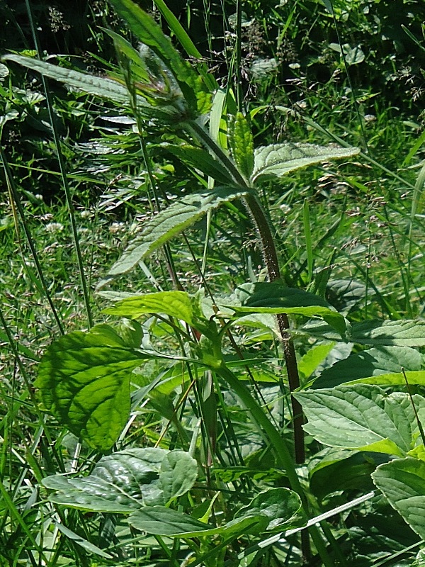 Изображение особи Stachys aspera.