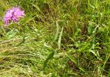 Centaurea jacea
