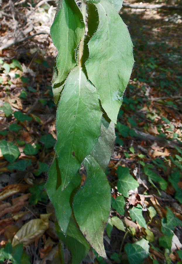 Image of Hieracium scabiosum specimen.