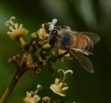 Image of taxon representative. Author is Татьяна Мальчинская