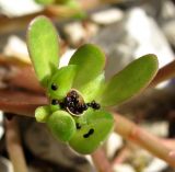 Portulaca oleracea. Верхушка побега со вскрывшимся плодом. Краснодарский край, окр. Сочи, рудеральное место. 14.10.2014.