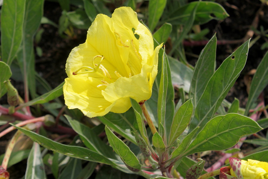 Image of Oenothera macrocarpa specimen.