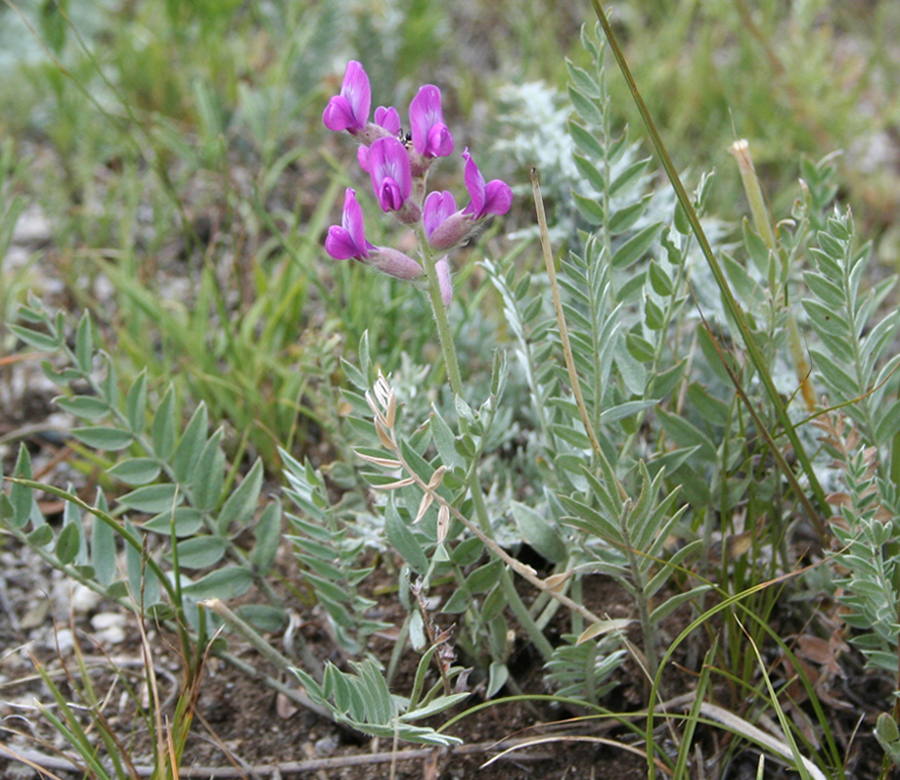 Изображение особи Oxytropis songarica.