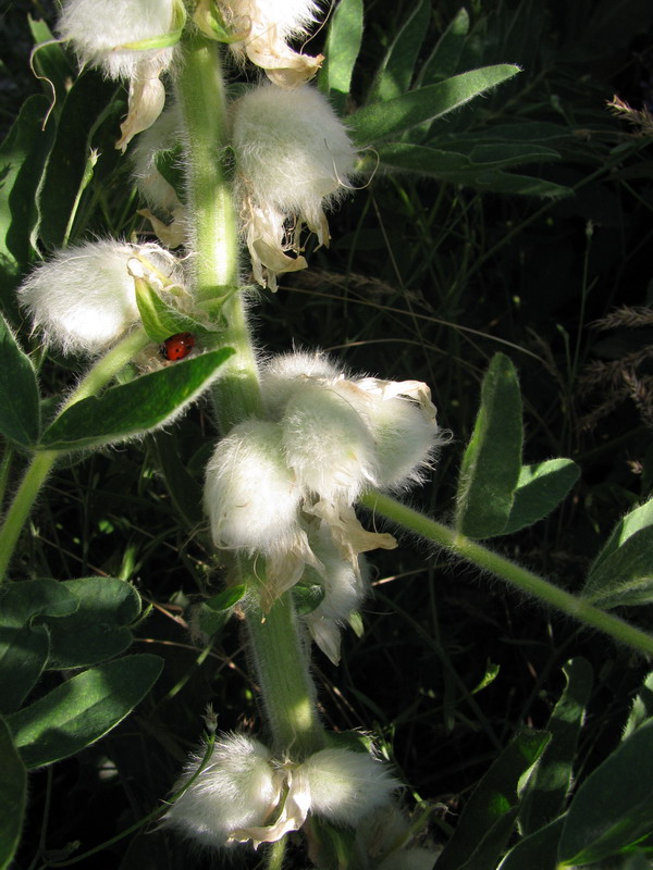 Изображение особи Astragalus sieversianus.