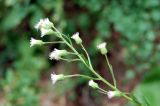 Erigeron politus