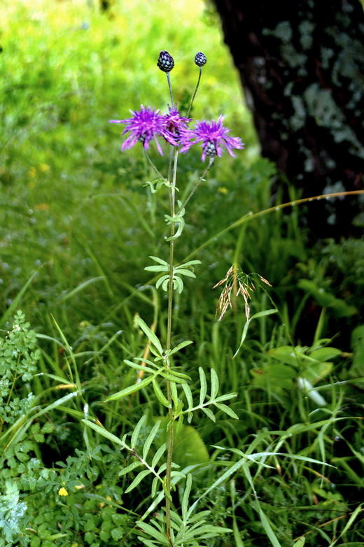 Image of Centaurea scabiosa specimen.