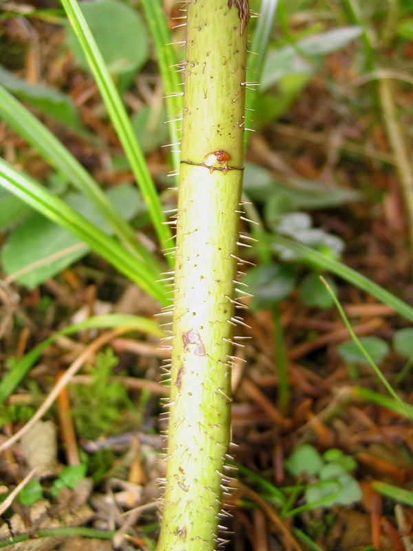 Image of Rosa pendulina specimen.