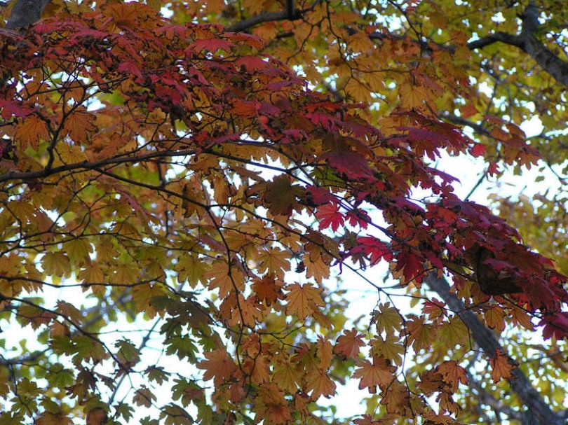 Image of Acer pseudosieboldianum specimen.