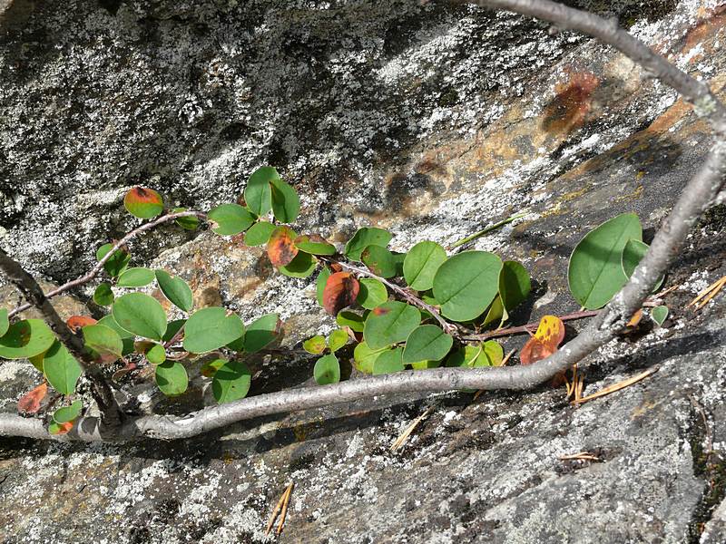 Изображение особи Cotoneaster &times; antoninae.