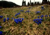 Gentiana grandiflora