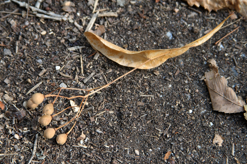 Image of Tilia taquetii specimen.