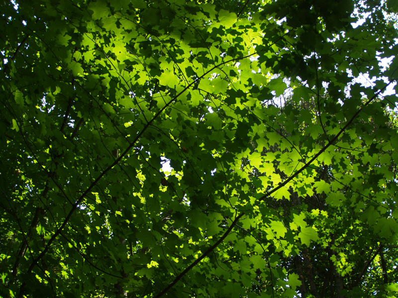 Image of Acer saccharum specimen.