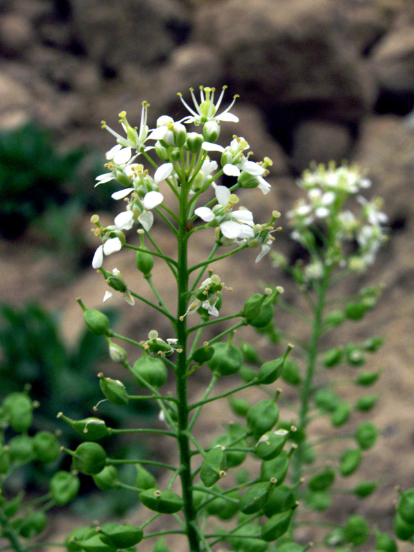 Изображение особи Cardaria repens.