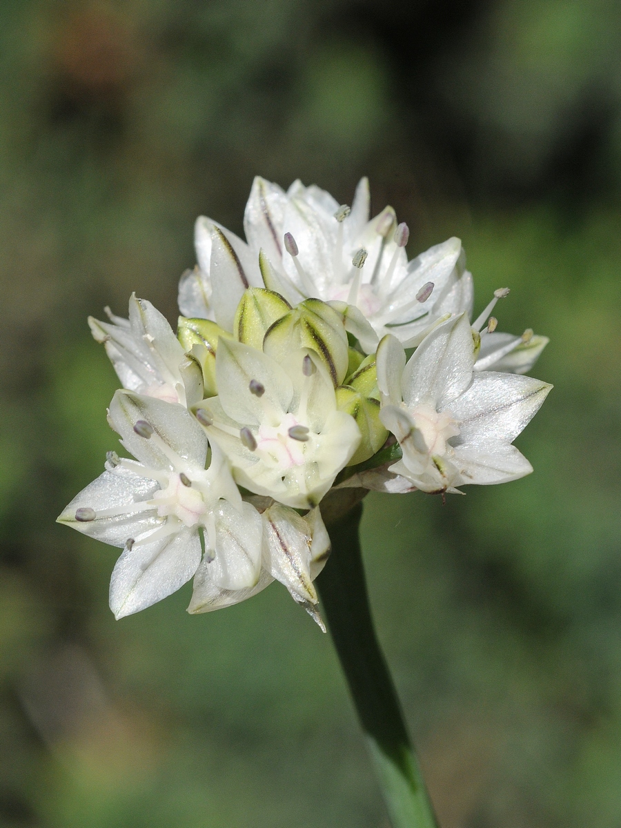 Изображение особи Allium haematochiton.