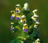 Galeopsis speciosa. Верхушка цветущего растения. Московская обл., Раменский р-н, окр. ж.-д. платформы Хрипань, залежь. 30.07.2015.