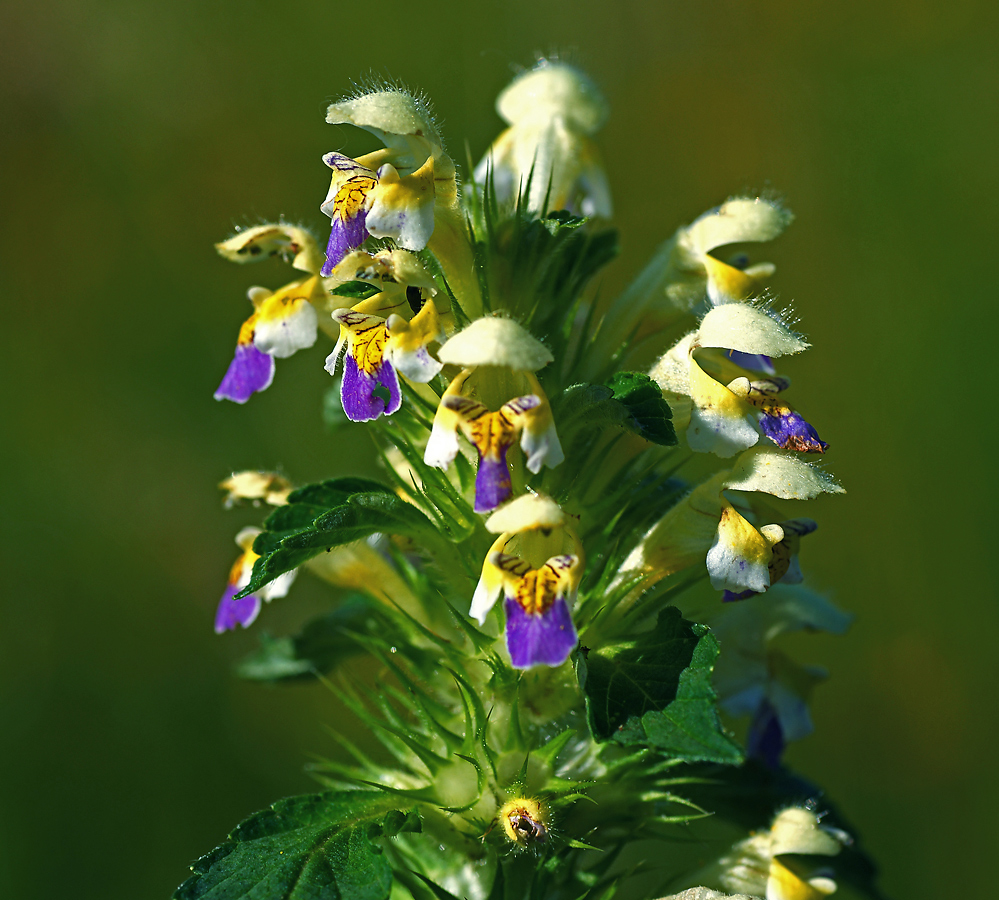 Изображение особи Galeopsis speciosa.