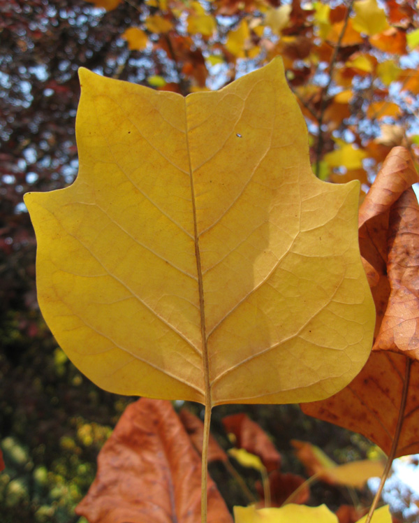 Изображение особи Liriodendron tulipifera.