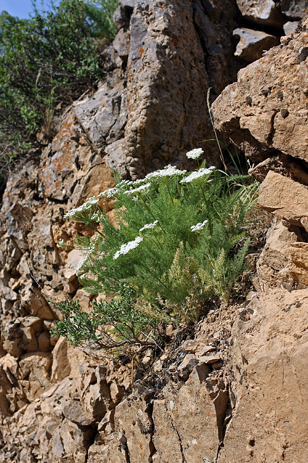 Image of Schrenkia golickeana specimen.