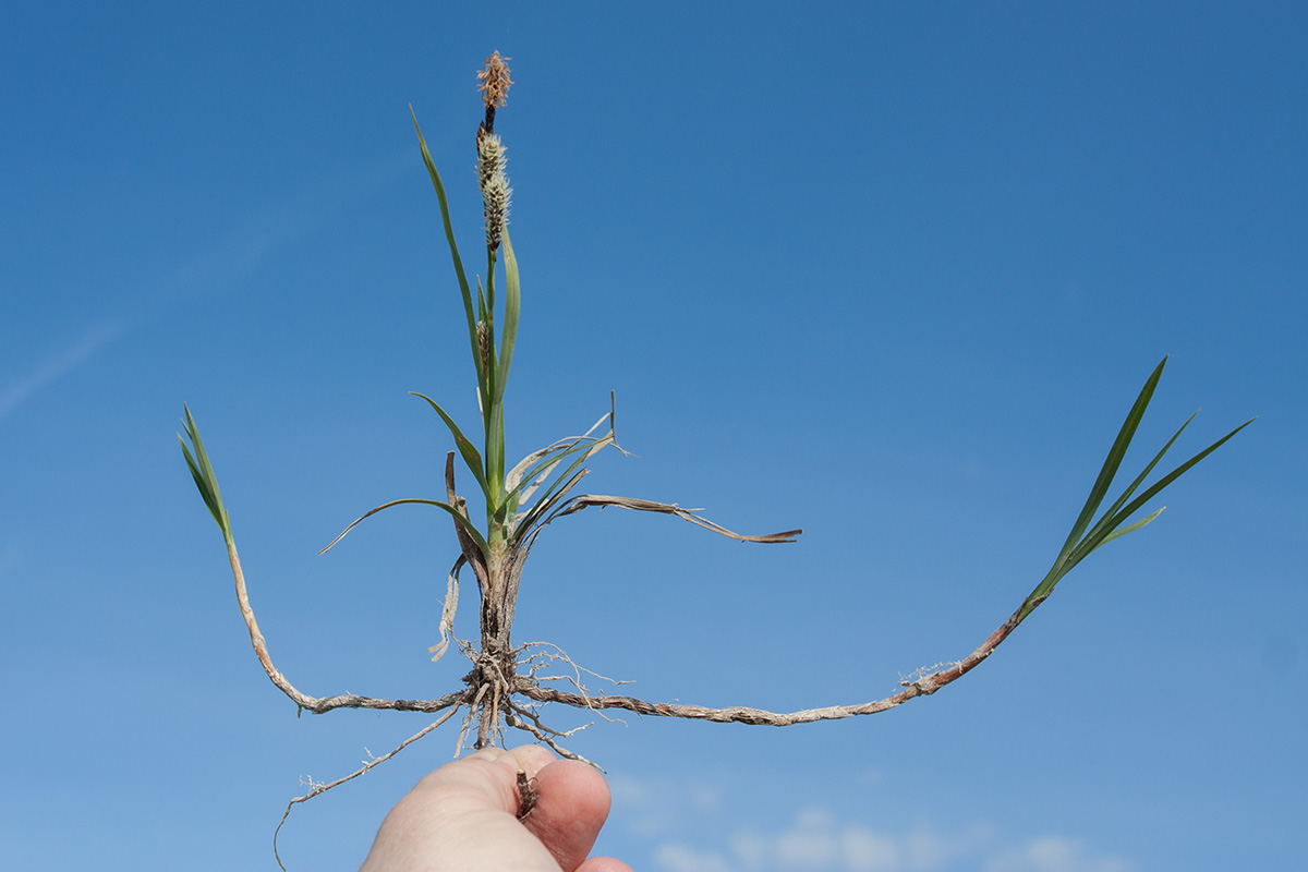 Изображение особи Carex panicea.