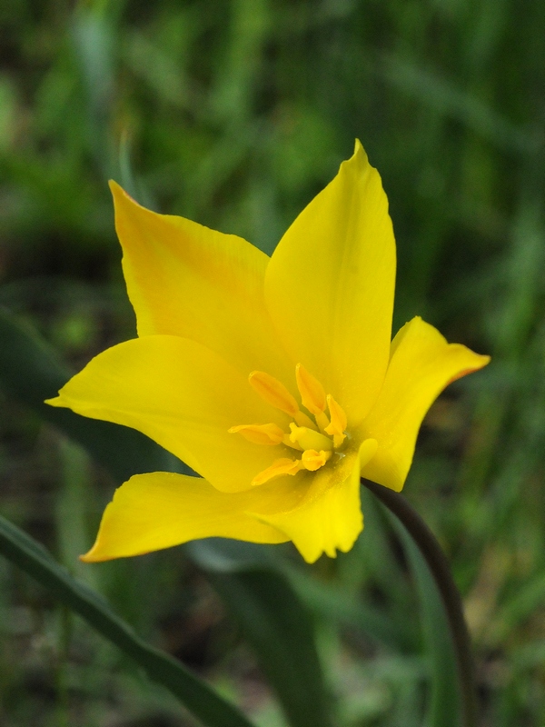 Изображение особи Tulipa zenaidae.
