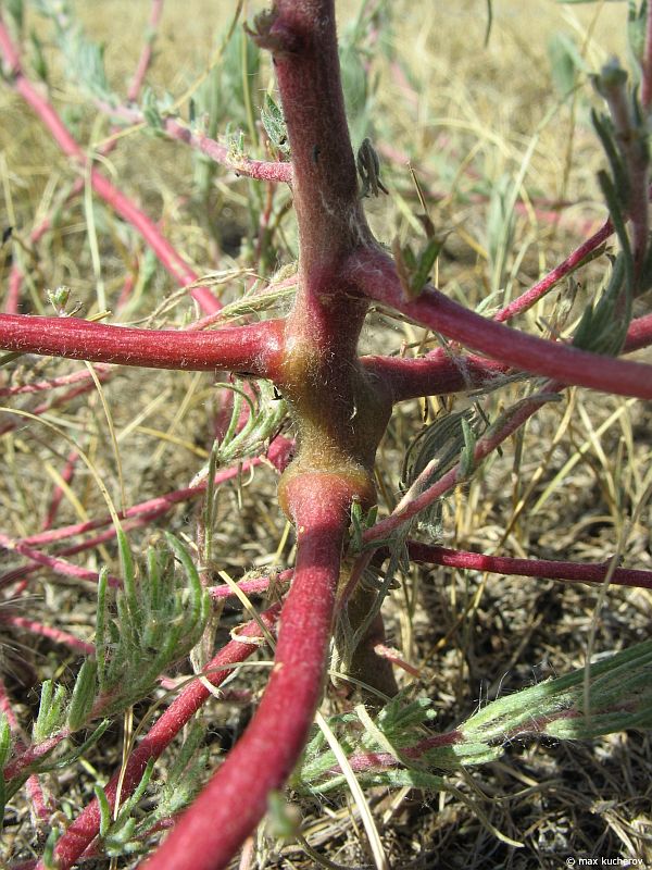 Изображение особи Bassia laniflora.