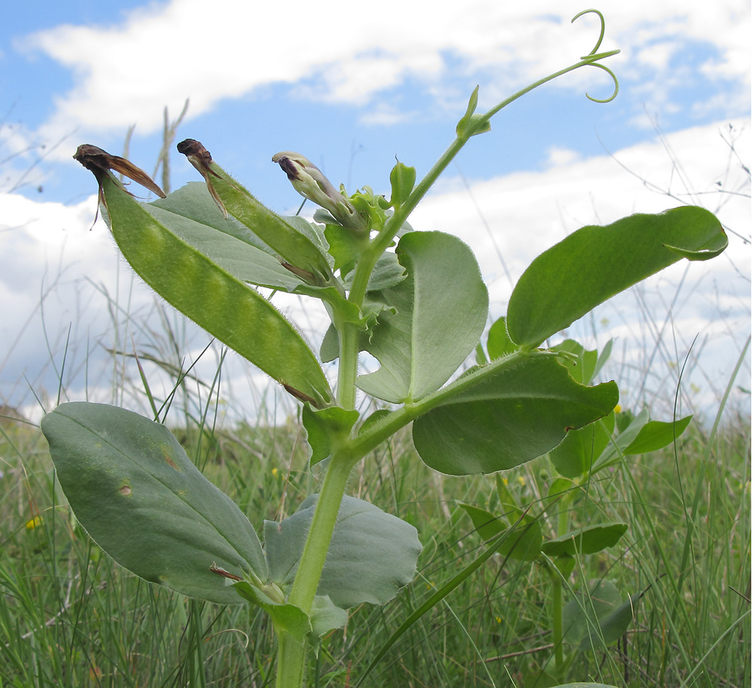 Изображение особи Vicia narbonensis.