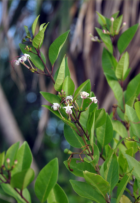 Изображение особи Clerodendrum inerme.