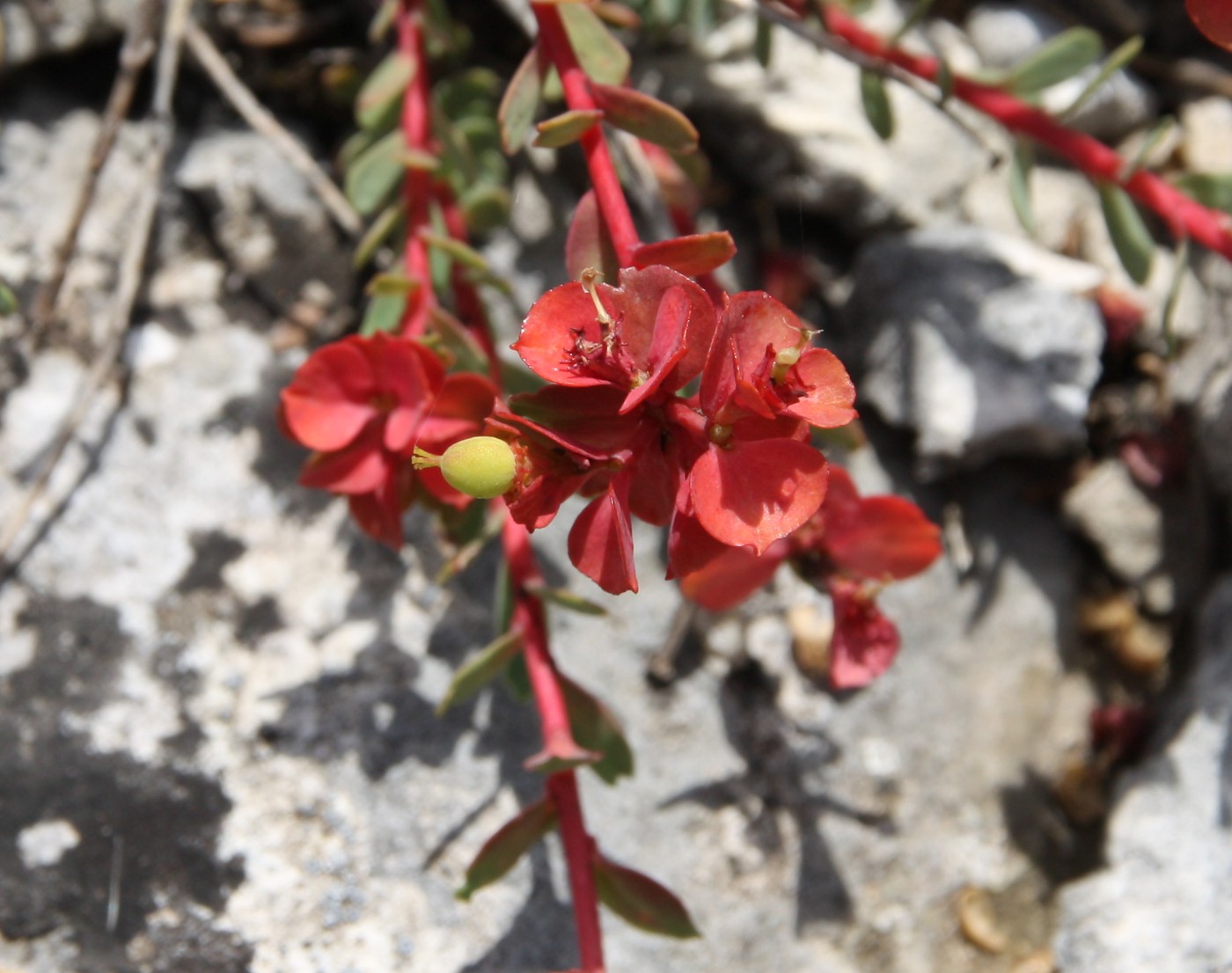 Image of Euphorbia petrophila specimen.