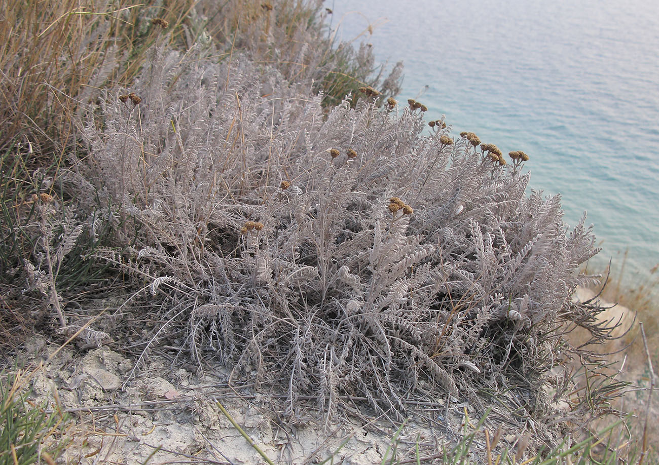Изображение особи Tanacetum millefolium.