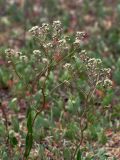 Lepidium cartilagineum. Верхушки растений с соцветиями на серо-голубом фоне обионового солончака. Казахстан, Павлодарская обл., правый берег Иртыша в 90 км ниже Павлодара, между сс. Теренколь [Качиры, Кашир] и Песчаное; ложбина древнего стока - система оз. Карасу из остаточных полупроточных и самоосадочных бессточных озёр, гидроморфный галофильнокустарничковый (обионовый) солончак на юго-восточной кромке котловины высыхающего безымянного озера. 11 июня 2014 г.