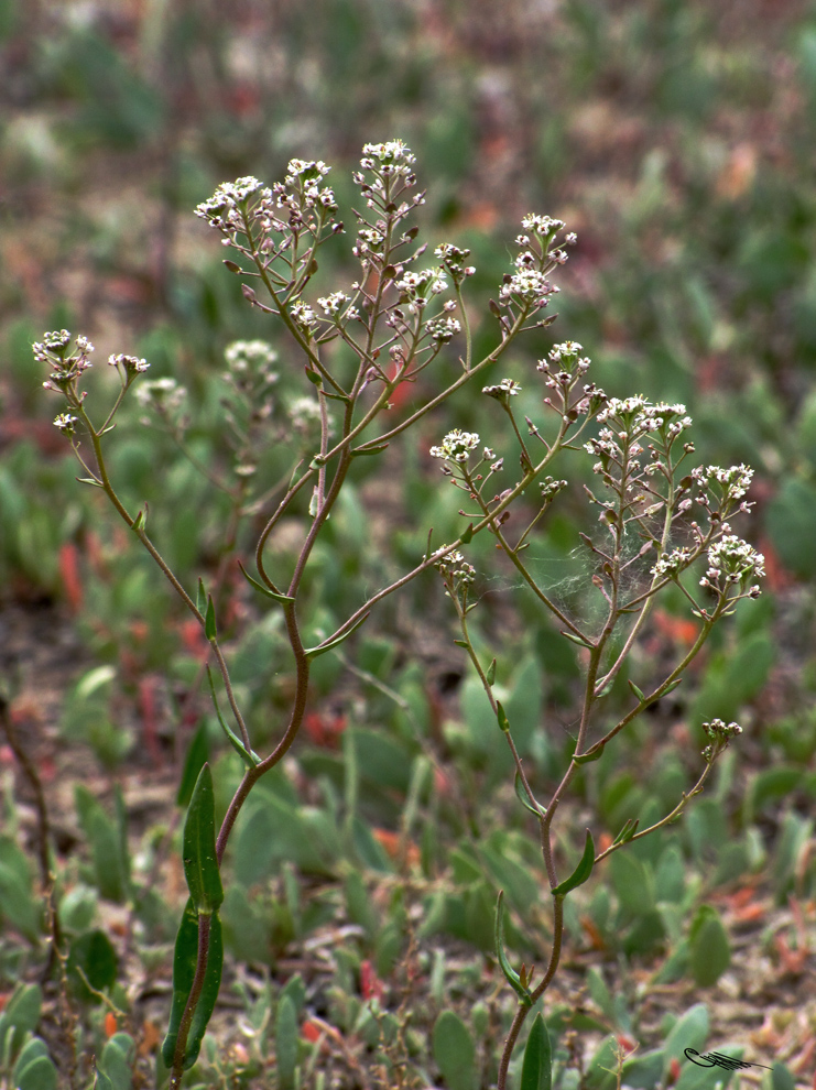 Image of Lepidium cartilagineum specimen.