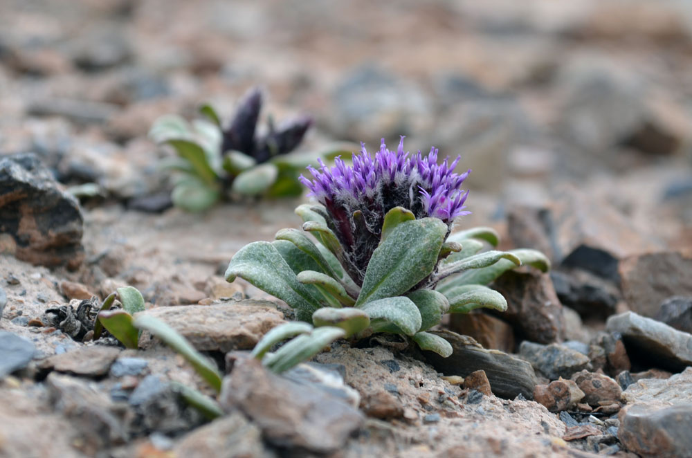 Image of Saussurea glacialis specimen.