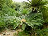 Cycas revoluta. Семяносящее растение. Испания, Андалусия, г. Малага, ботанический сад \"La Concepcion\". Август 2015 г.