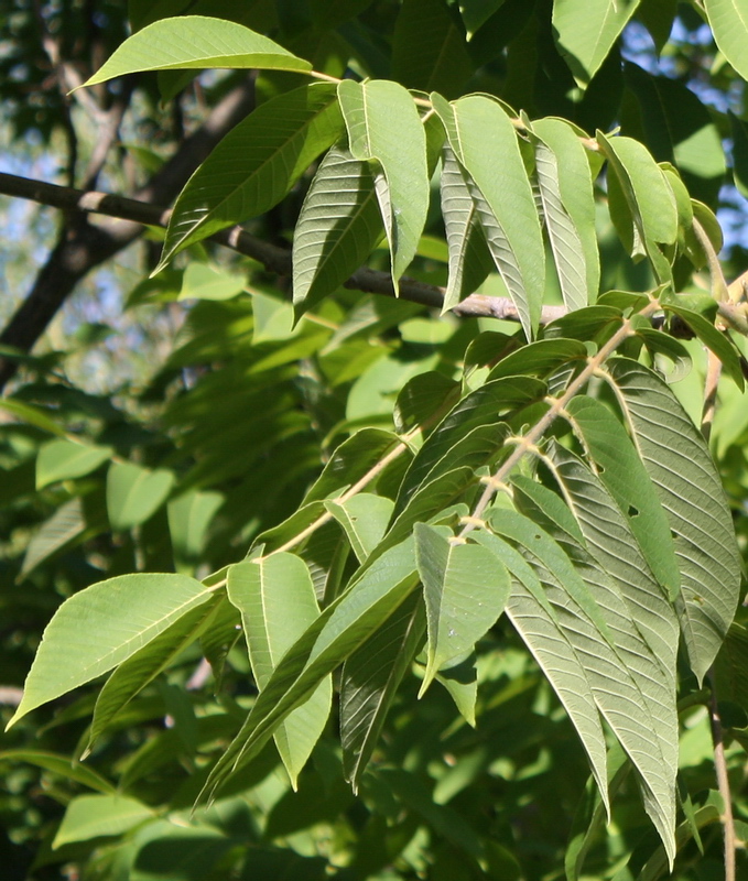 Image of Juglans ailanthifolia specimen.