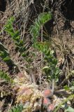 Astragalus schanginianus