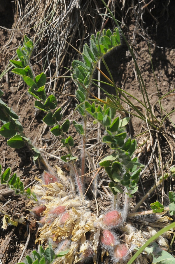 Изображение особи Astragalus schanginianus.