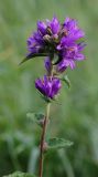 Campanula glomerata. Верхушка цветущего растения. Бурятия, Кабанский р-н, окр. ж.-д. ст. Речка Мишиха, разнотравный луг на прибайкальской террасе. 21.07.2013.